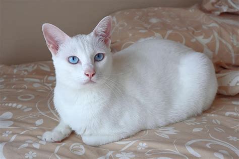 White Cats With Blue Eyes: What’s So Special About Them?