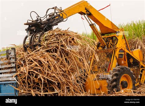 Harvest Sugarcane In Thailand Stock Photo Alamy