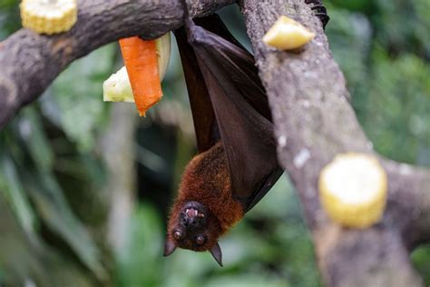 28 Types of Bats: The Cutest Bat Species (Fun Facts, Photos, and More ...