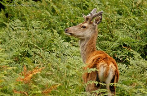 Birding with Flowers: Scottish Wildlife Holiday