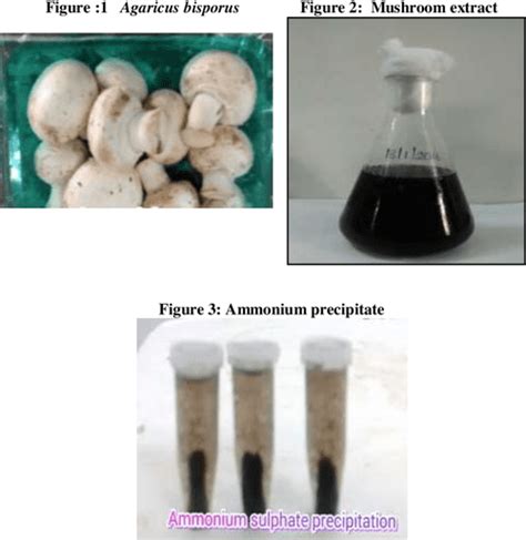 Isolation And Characterisation Of Mushroom Tyrosinase And Screening Of