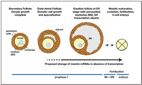 Prolonged Ovarian Storage Of Mature Drosophila Oocytes Dramatically