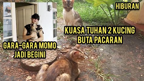 Masya Allah Dua Kucing Buta Pacaran Mereka Membuat Ribuan Pencinta