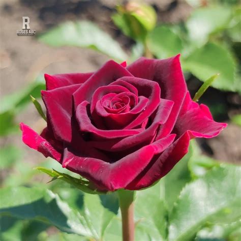 Roses ABC - Rose Black Beauty