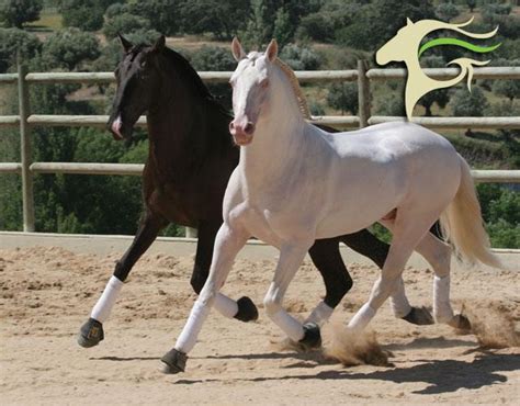 Cavalos Para Sempre Puro Sangue Lusitano