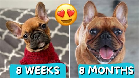 French Bulldog Puppy Growing Up 8 Weeks To 8 Months Youtube