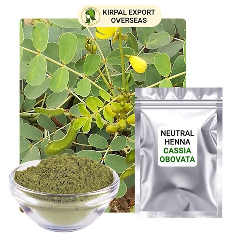 Neutral Henna Senna Cassia Obovata Leaves Powder Manufacturer Exporter