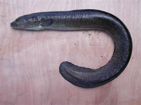 Aquatic Invasive Species | Freshwater Eel