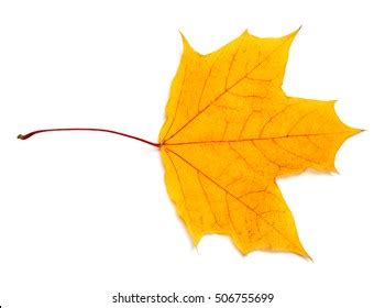 Forest Autum Above Stock Photos Images Shutterstock