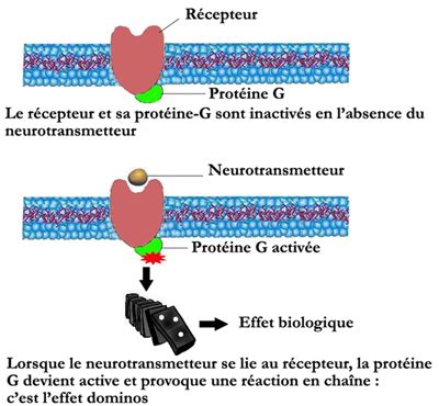 Les R Cepteurs Neuromedia