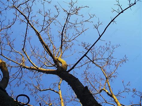 Fondo Corona De árbol Desnudo Sin Hojas Corona De Nudo De Madera