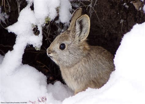 Pygmy Rabbit Facts, Pictures & Information: The World's Smallest Rabbit