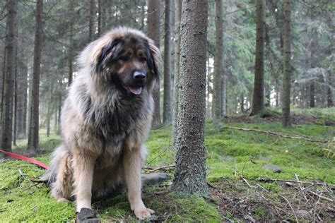 Tibetan mastiff and caucasian ovcharka mix | Tibetan mastiff, Caucasian ovcharka, Caucasian shepherd