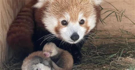 Red panda twins born at Detroit Zoo - THE BHARAT EXPRESS NEWS