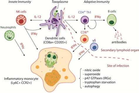 Cellular Immune Response To Initial Toxoplasma Infection Cells Of The Download Scientific