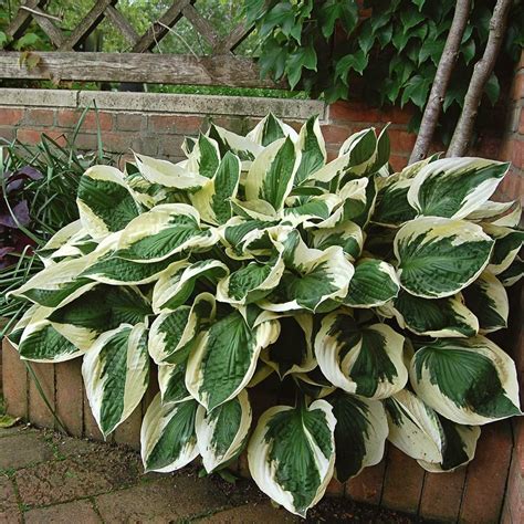 Hosta, Hosta Varieties & More | White Flower Farm