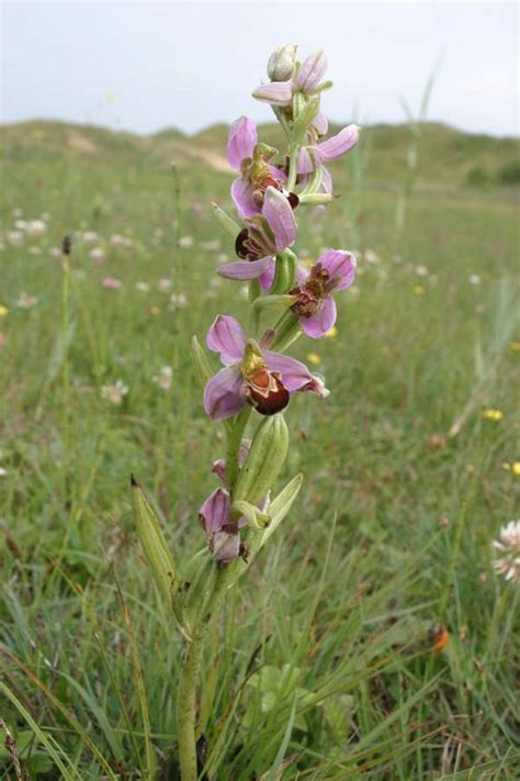 Ophrys Apifera Bee Orchid Orchidaceae