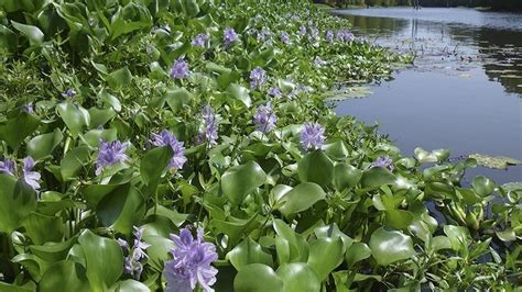 Invasive Aquatic Plants In Florida Eq Fitness