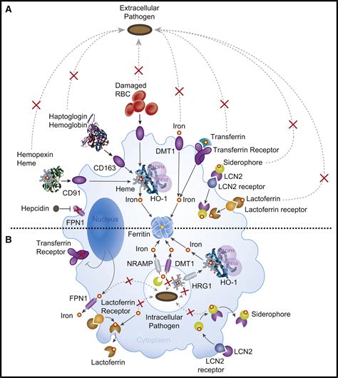 Macrophages And Iron Metabolism Immunity