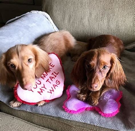 Adorable Dachshunds Sending Valentine S Cards To Their Soulmates