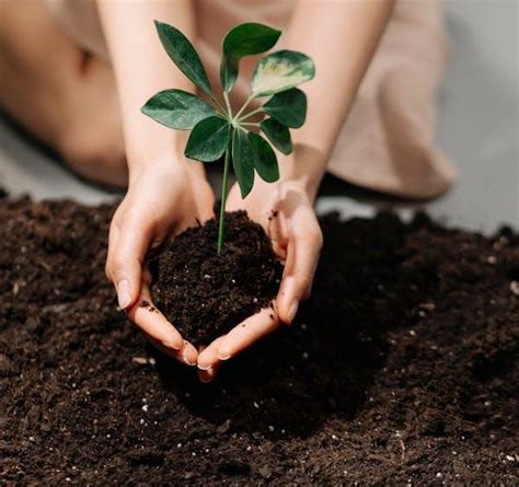 El papel de la salud del suelo en la lucha contra el cambio climático