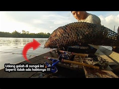 Lama Tidak Di Pancing Semua Udang Menggila Di Spot Ini Mancing Udang