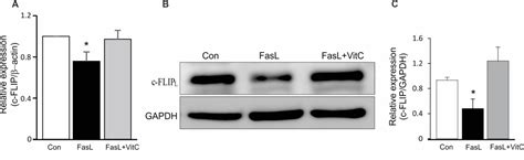 Figure 1 From Vitamin C Inhibited Fasl Induced Apoptotic Death Of Mouse