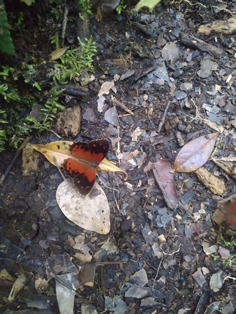 Fiery Satyr From Archidona Parque Nacional Sumaco Napo Galeras EC NA