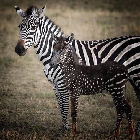 WILD ANIMAL LIFES on Instagram: “The unique spotted baby zebra ...