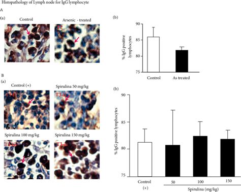 Immunohistochemical Evaluation Of Igg Bearing Lymphocytes In The Lymph Download Scientific