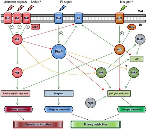 Regulatory Network Involving Phop And Other Streptomyces Coelicolor