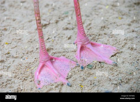 Rosa Füße Ein Flamingo Vogel Auf Sand Stockfotografie Alamy