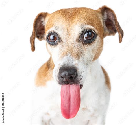 Long tongue funny dog looking to the camera. Cute animals close up ...