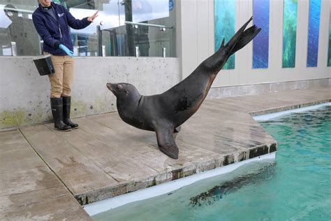 New England Aquarium Adopts 15-Year-Old Cali Sea Lions