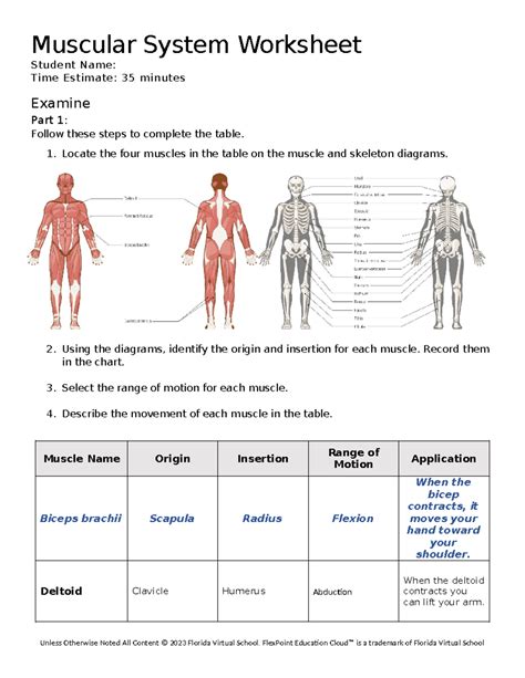 Muscular System Worksheet Muscular System Worksheet Student Name