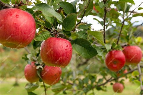 Premium Photo | Apple tree in the farm