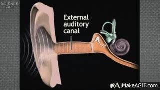 How Hearing Works? - Process of Hearing in Human Ear Animation ...