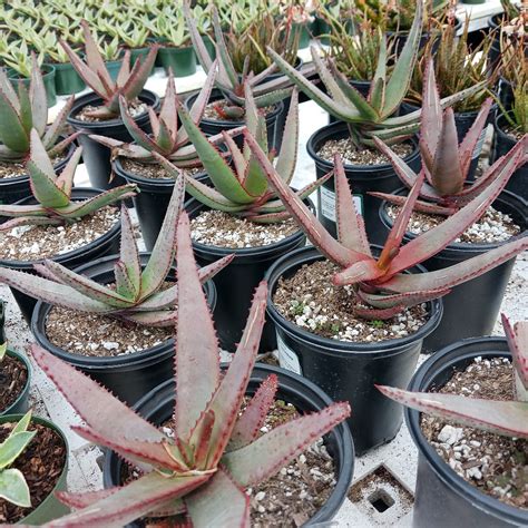 Aloe Capitata Var Quarziticola 1ga Dryoasisplants