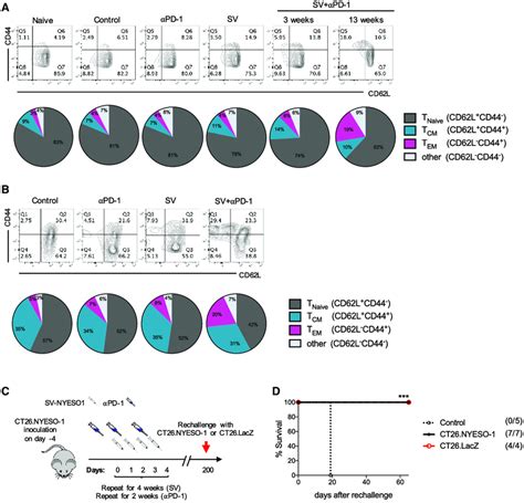 Memory T Cells Are Enriched In Spleen And Tumor Of Mice Treated With