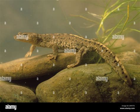 Euproctus asper fotografías e imágenes de alta resolución Alamy