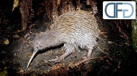 Kiwi Co Vögel Neuseelands Tiere vor der Kamera 1989 Folge 24