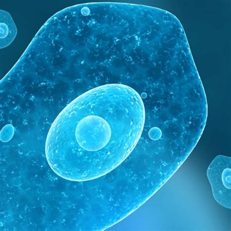 struktur fungsi  organisasi sel osem