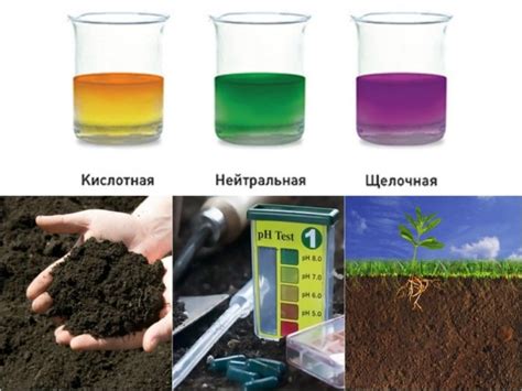 Что закисляет почву и как нейтрализовать кислый грунт