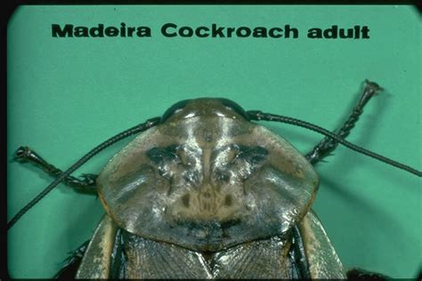 Australian Cockroach