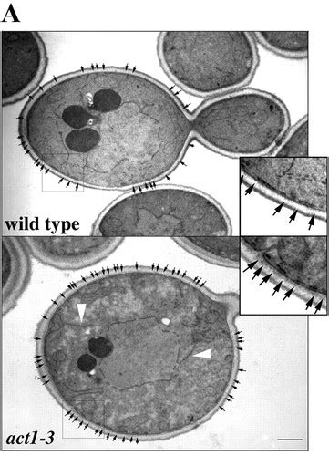 Endoplasmic Reticulum Dynamics Inheritance And Cytoskeletal Interactions In Budding Yeast