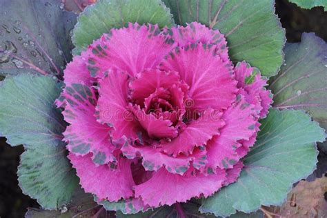 Pink Colored Decorative Cabbage in the Garden Stock Image - Image of water, vegetables: 96457649