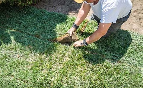 Como Plantar Grama Tipo Tapete Em Casa Veja O Passo A Passo