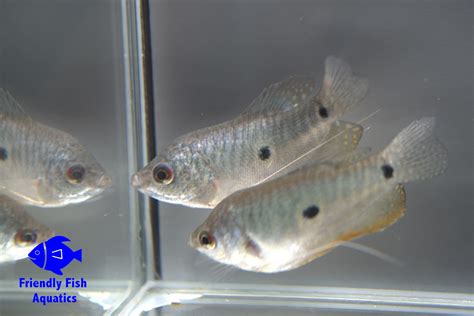 Three Spotted Gourami Friendly Fish Aquatics