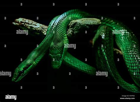 Snakes At The Zoo Hi Res Stock Photography And Images Alamy