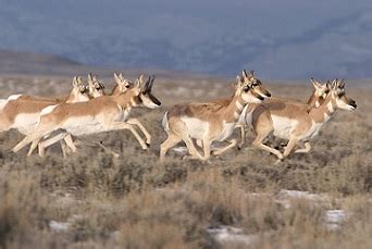 Pronghorn Antelope Facts: Lesson for Kids | Study.com